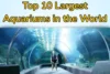 Largest Aquariums in the World - Post Thumbnail