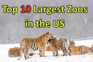 Largest Zoos in the US