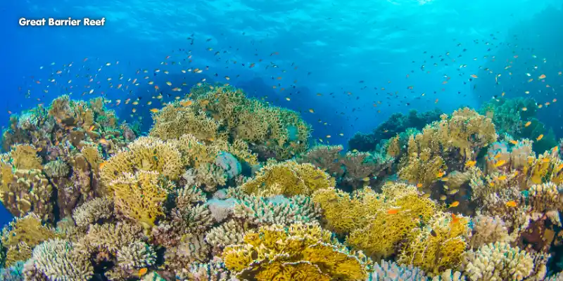 Great barrier reef