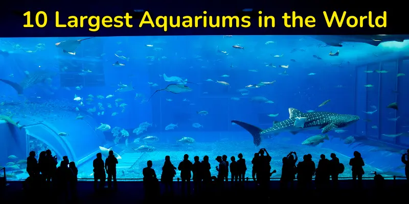 Largest aquariums in the world