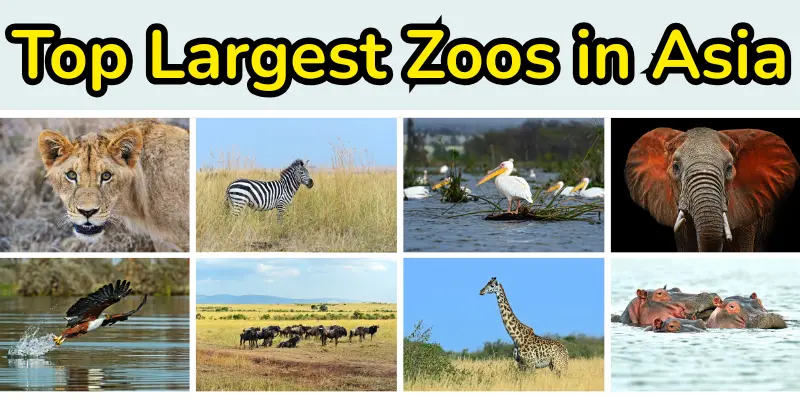 Largest zoos in asia.