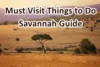 Best Things to Do in Savannah – Must Visit Places 2026 - Post Thumbnail